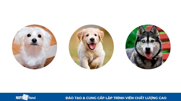 3 giống chó khác nhau - Ví dụ về Class và Object trong Java