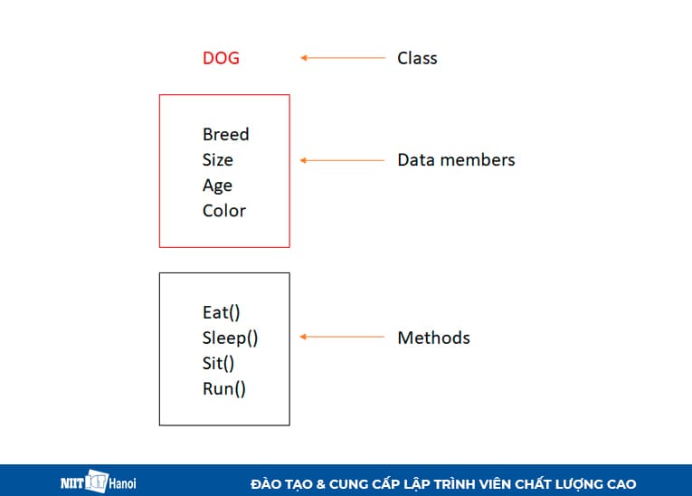 Mô hình hóa giống chó bằng class Dog